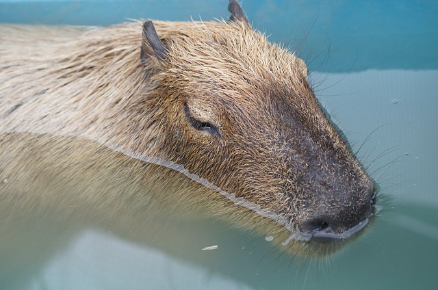 kapybara ve vodě.jpg